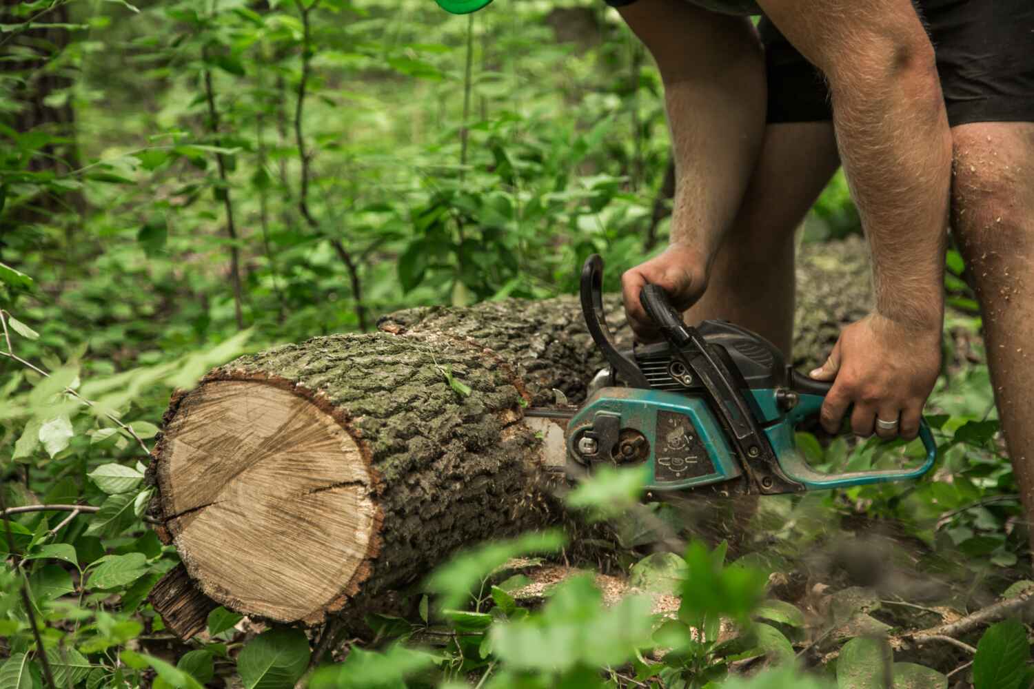 Best Affordable Tree Service  in Crooked Lake Park, FL